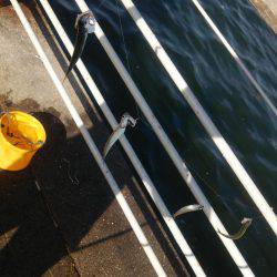 シーサイドコスモ アジ不調