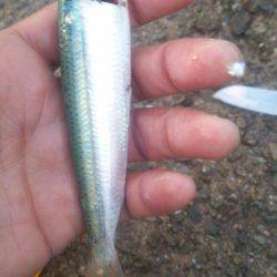 チャリコ多数 海タナゴ20cm超え