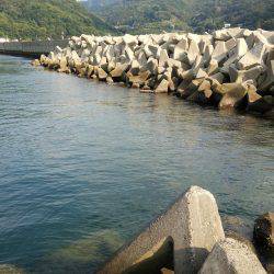 秋烏も賊いぃサイズに