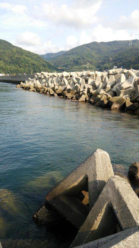 秋烏も賊いぃサイズに