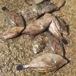 ハギング好調 ウマズラばっかり