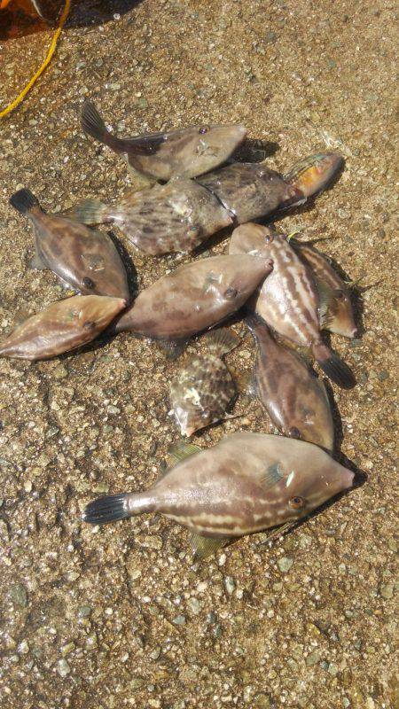 ハギング好調 ウマズラばっかり