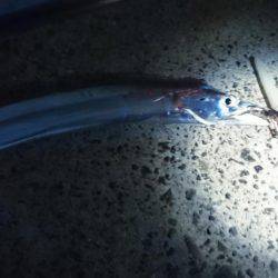 太刀魚釣り　淡路は空いてます