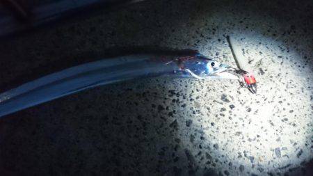 太刀魚釣り　淡路は空いてます