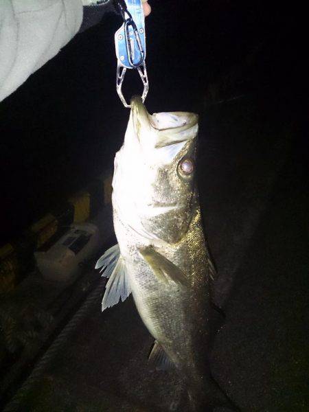 7年ぶりの港奥マイワシパターン