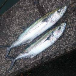 舞鶴湾内について