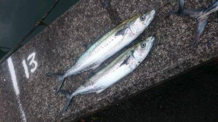 舞鶴湾内について