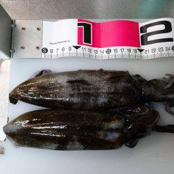 ちょっと渋かった(>_<)アオリイカ