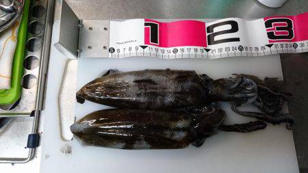 ちょっと渋かった(>_<)アオリイカ