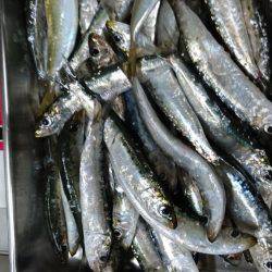 マイワシ入れ食い