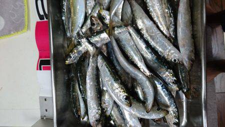 マイワシ入れ食い