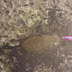 グイグイ引くコウイカ