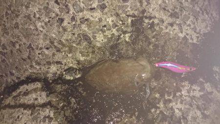 グイグイ引くコウイカ