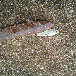 サゴシの変わりに…