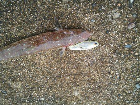 サゴシの変わりに…