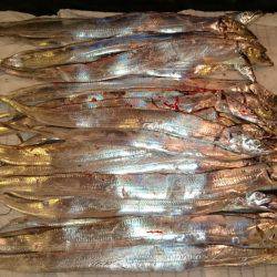 貝塚太刀魚狩り