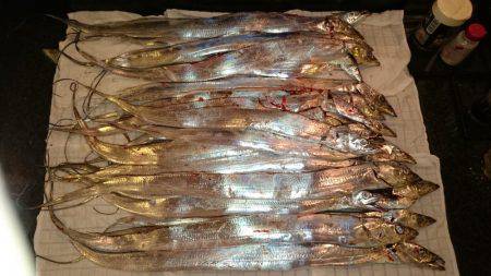 貝塚太刀魚狩り