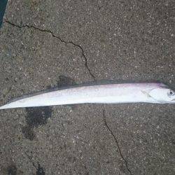 貝塚太刀魚、絶好調！