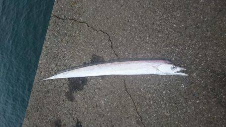 貝塚太刀魚、絶好調！