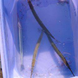 タチウオ のち サヨリ