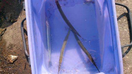 タチウオ のち サヨリ