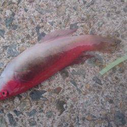 小浦一文字釣行！