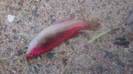 小浦一文字釣行！