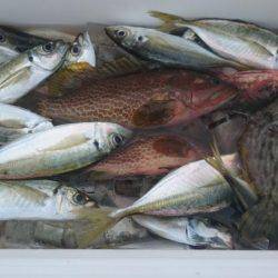 小浜で昼バチコンアジング!