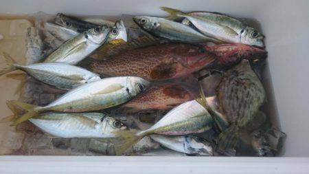 小浜で昼バチコンアジング！