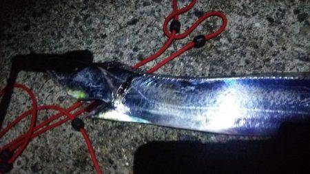 サゴシ釣れました(^^)