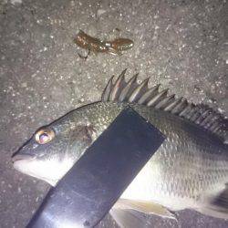 ワインドできずチニング