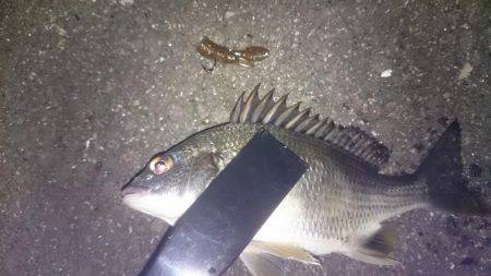 ワインドできずチニング