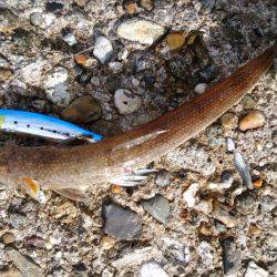 ブリ族は何処へ?