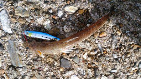 ブリ族は何処へ?