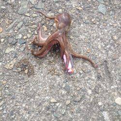 サゴシ激渋(>_<)