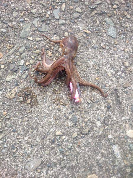 サゴシ激渋(>_<)