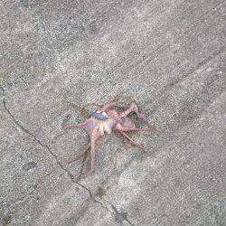 サゴシ激渋(>_<)