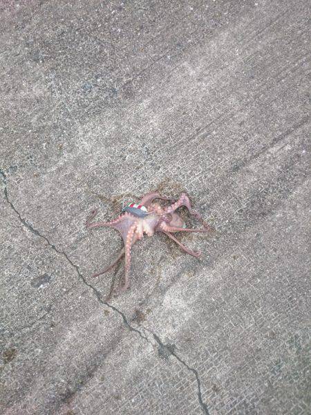 サゴシ激渋(>_<)