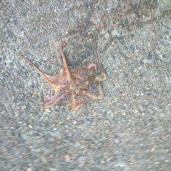 ポロポロと釣れる