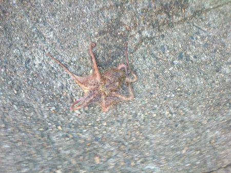 ポロポロと釣れる