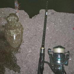 アオリイカ探して