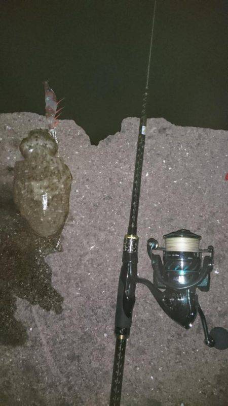 アオリイカ探して