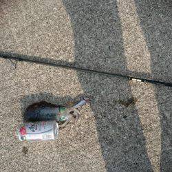 朝まずめ狙いでアオリイカ