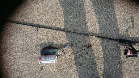 朝まずめ狙いでアオリイカ