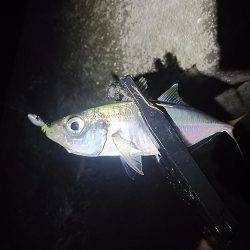 仕事帰りにアジング