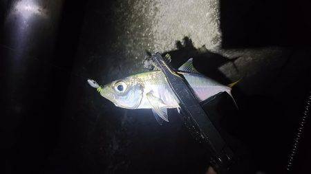 仕事帰りにアジング