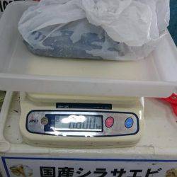 朝まずめ雨上がり狙いで行ってきました。