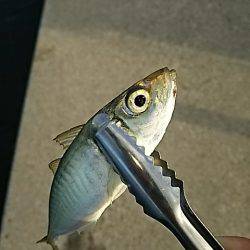 ちょこっと調査