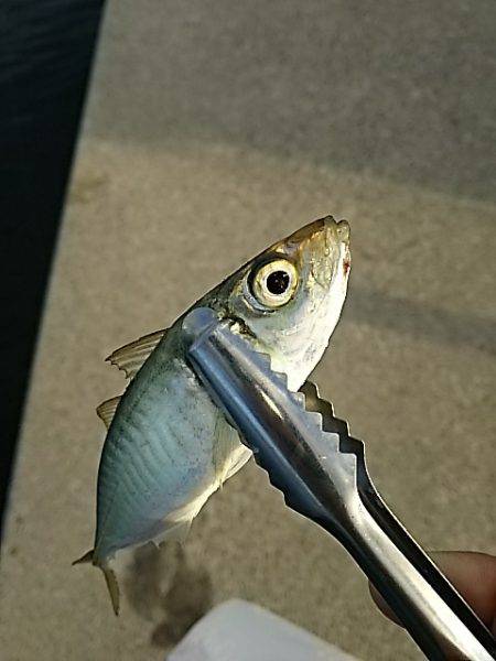 ちょこっと調査