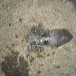 久しぶりキロアップ